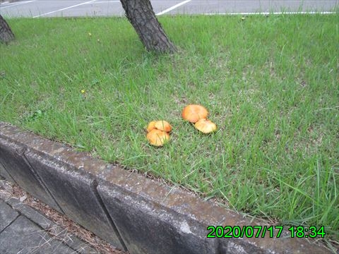 西田利の日記