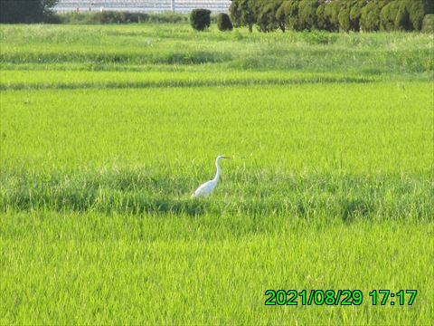 西田利の日記