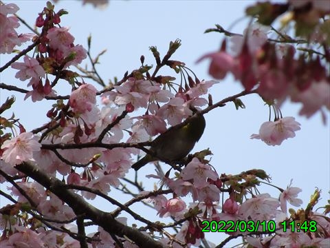 西田利の日記