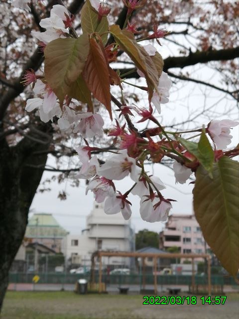 西田利の日記