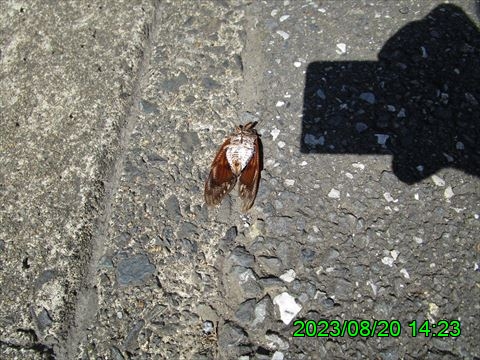 西田利の日記