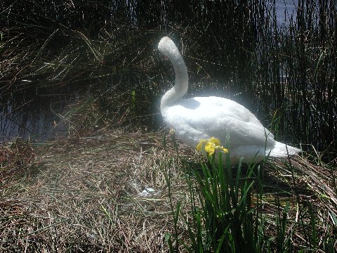 藺牟田池の白鳥の卵