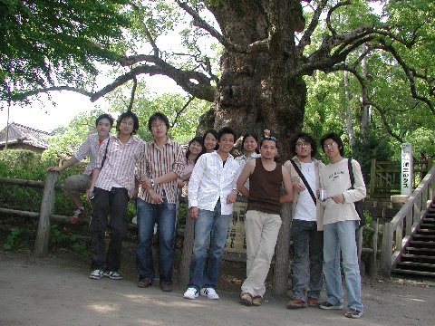 蒲生町の日本一の楠