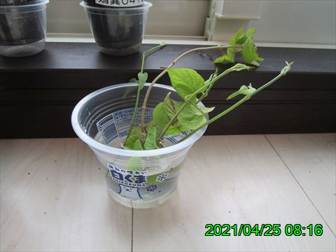 西田利の日記