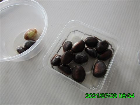 西田利の日記