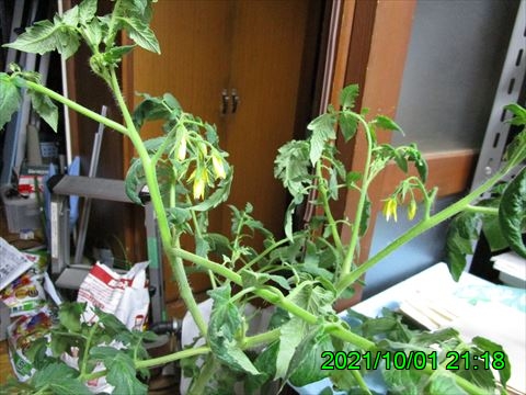 西田利の日記