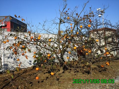 西田利の日記