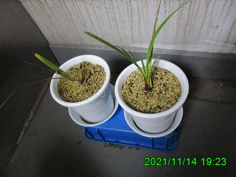 西田利の日記