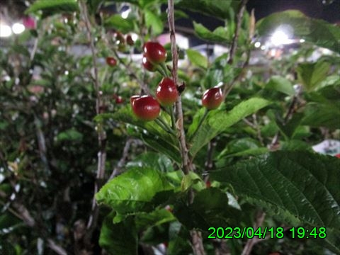 西田利の日記