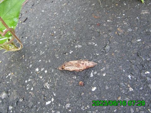 西田利の日記